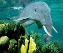 Elephant Dolphin Funny Picture